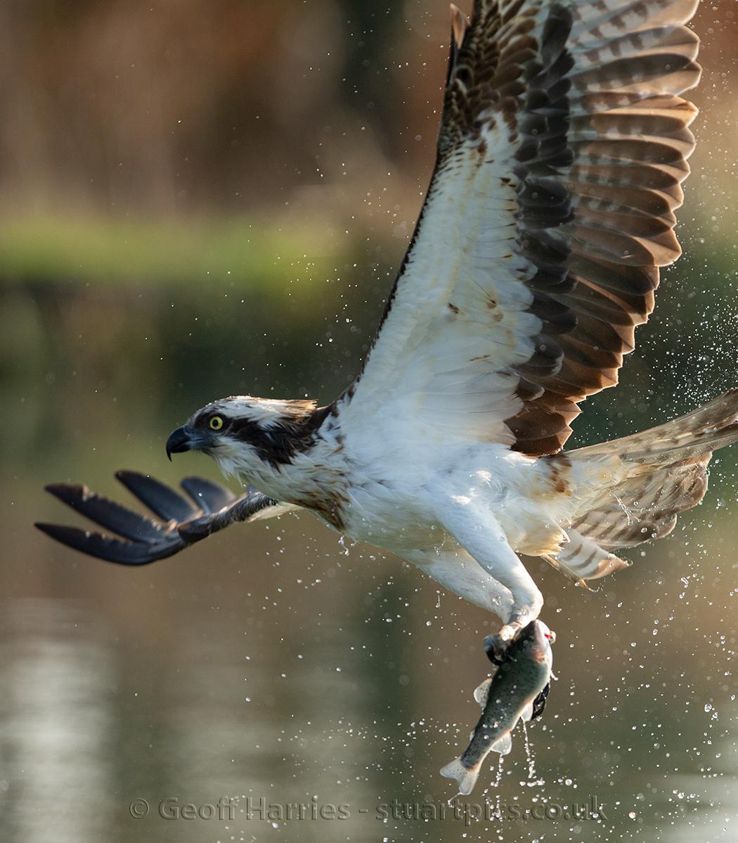 Ospreys 2022   - Photography by Geoff Harries